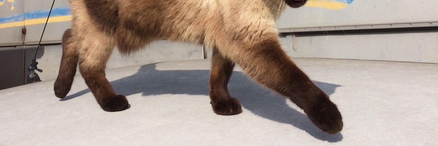 Gemma Rose Brandt banner