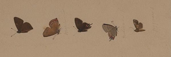 Asha banner