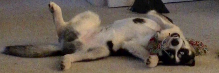 Alaina Danielle banner