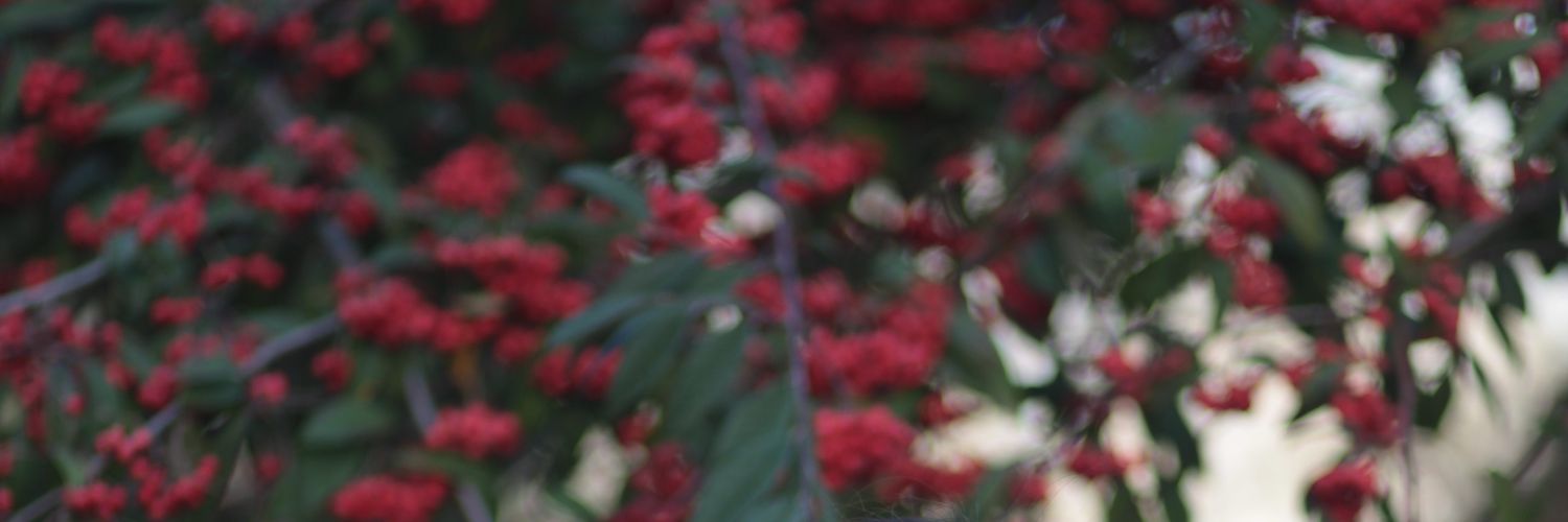 cherylhtchu's profile banner image