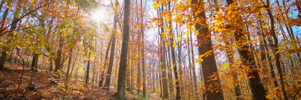 LostWordsFIlm Profile Banner