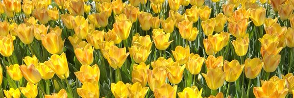 claulopezgarzon Profile Banner