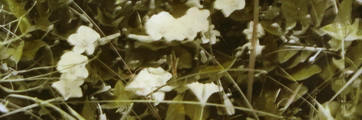 yariplus's profile banner image