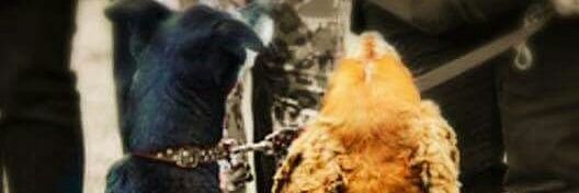 Vicky Williams banner