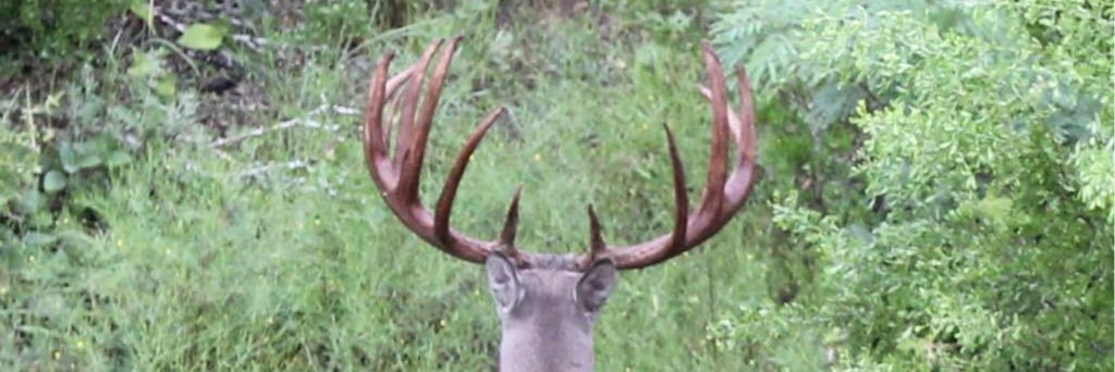 DeerBobTX's profile banner image