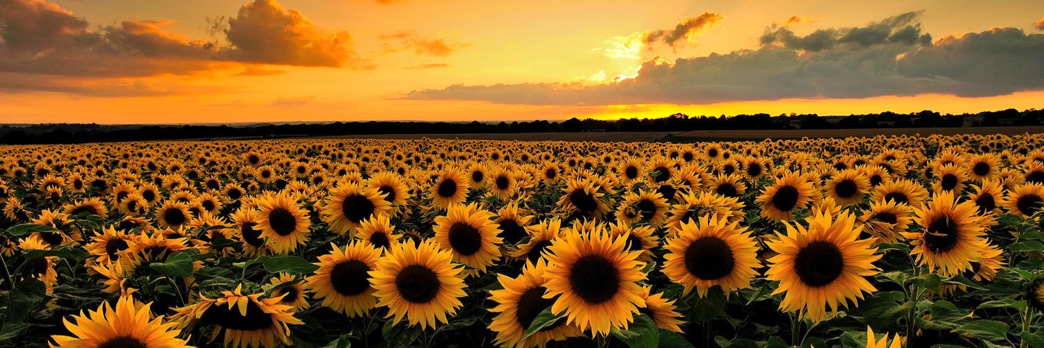 chels_tea's profile banner image