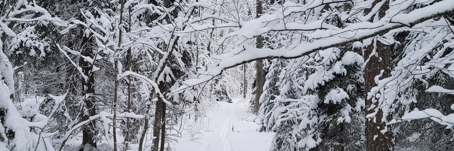 IkimetsnY's profile banner image