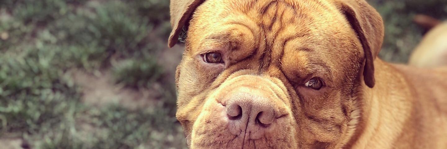 chellwindridge's profile banner image