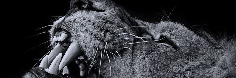 ItsJustJoolee's profile banner image