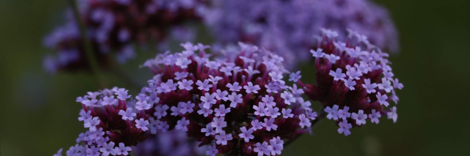 TheDjemb's profile banner image