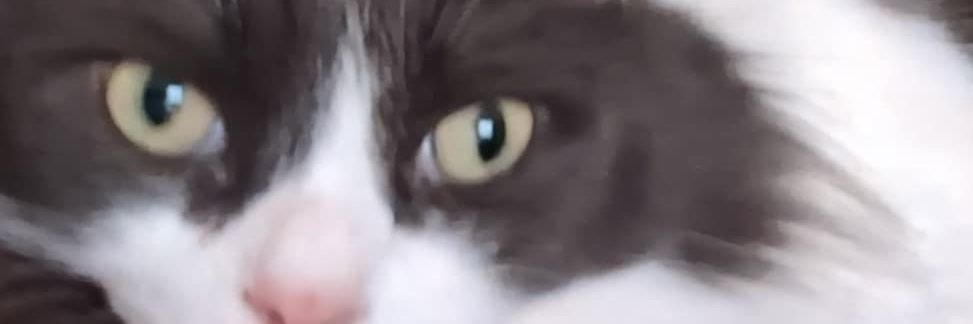 diatima1's profile banner image