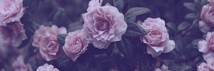 DanielaR_T's profile banner image