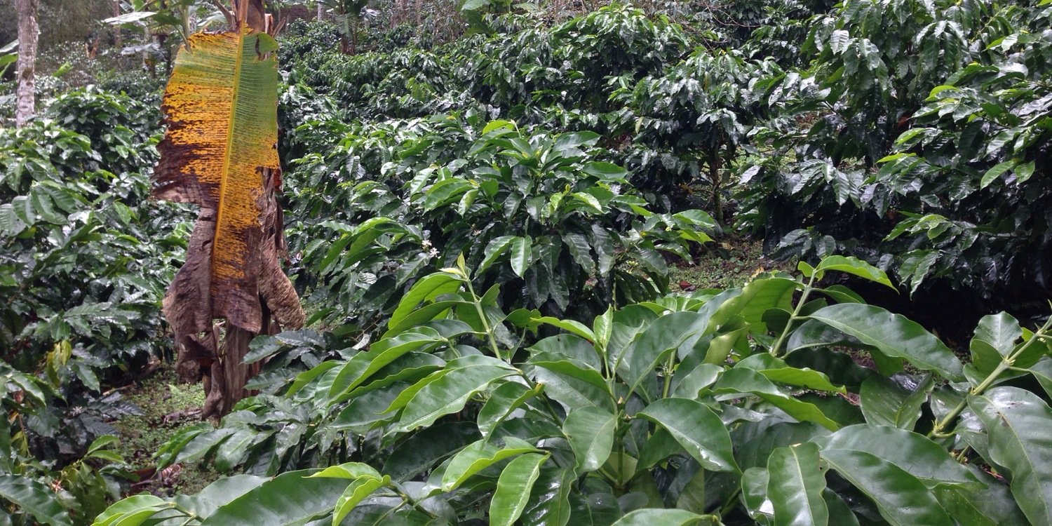 Deeper Roots Coffee banner