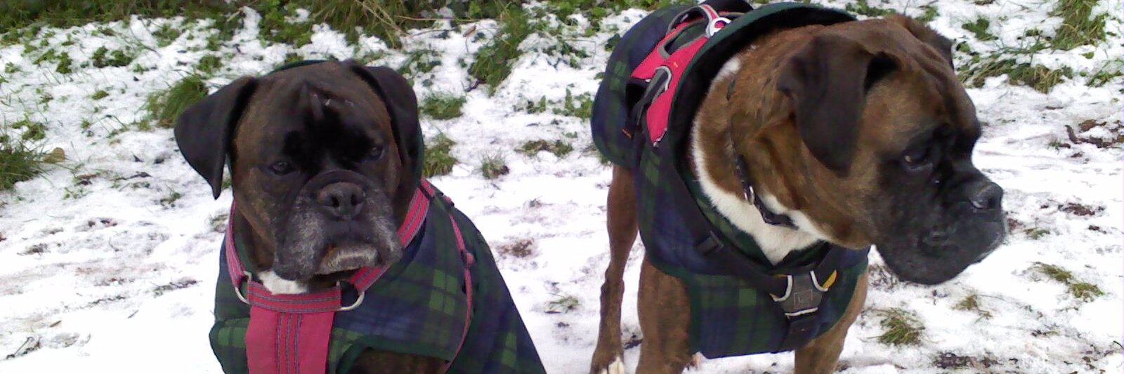 PadsandPaws's profile banner image