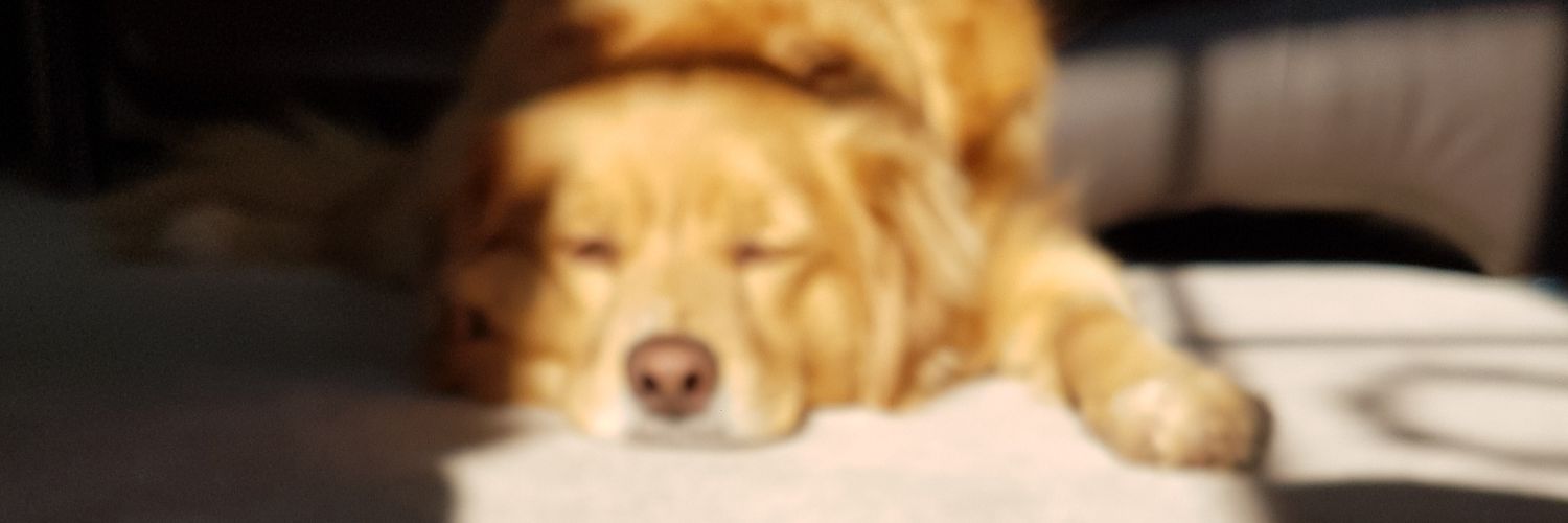 Queen_Lisl's profile banner image