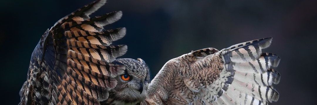 AMorefati_11's profile banner image