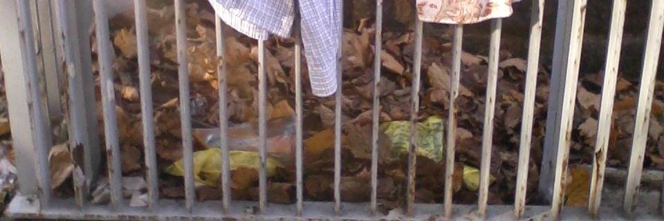 TurtleTweet_'s profile banner image