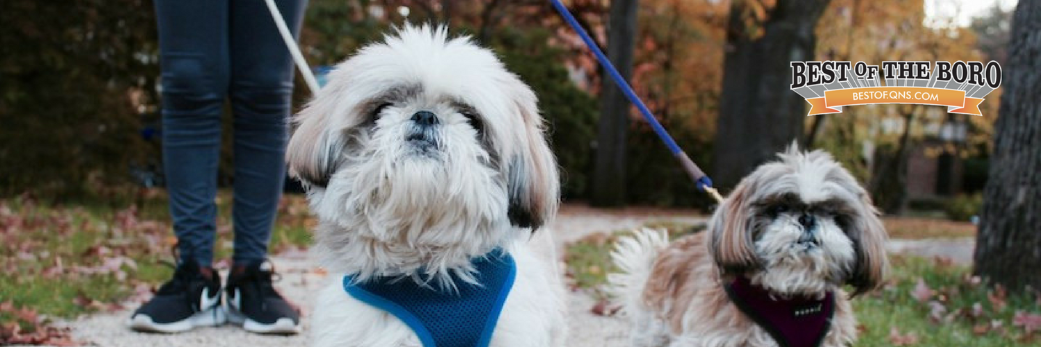 happypetsnyc's profile banner image