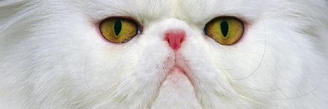 RLolly59's profile banner image