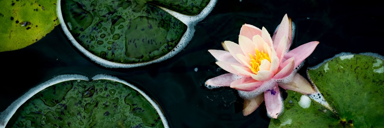 Siitake_samma's profile banner image