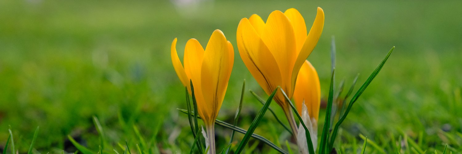 tleerwerk's profile banner image