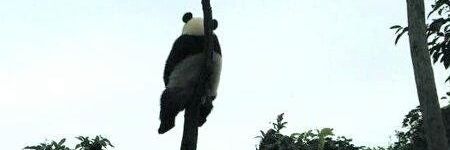 Panders banner
