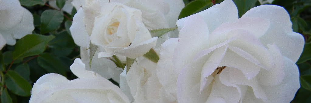 BritneeSeverson's profile banner image