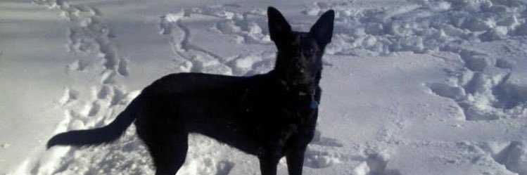 DylanBronstad's profile banner image