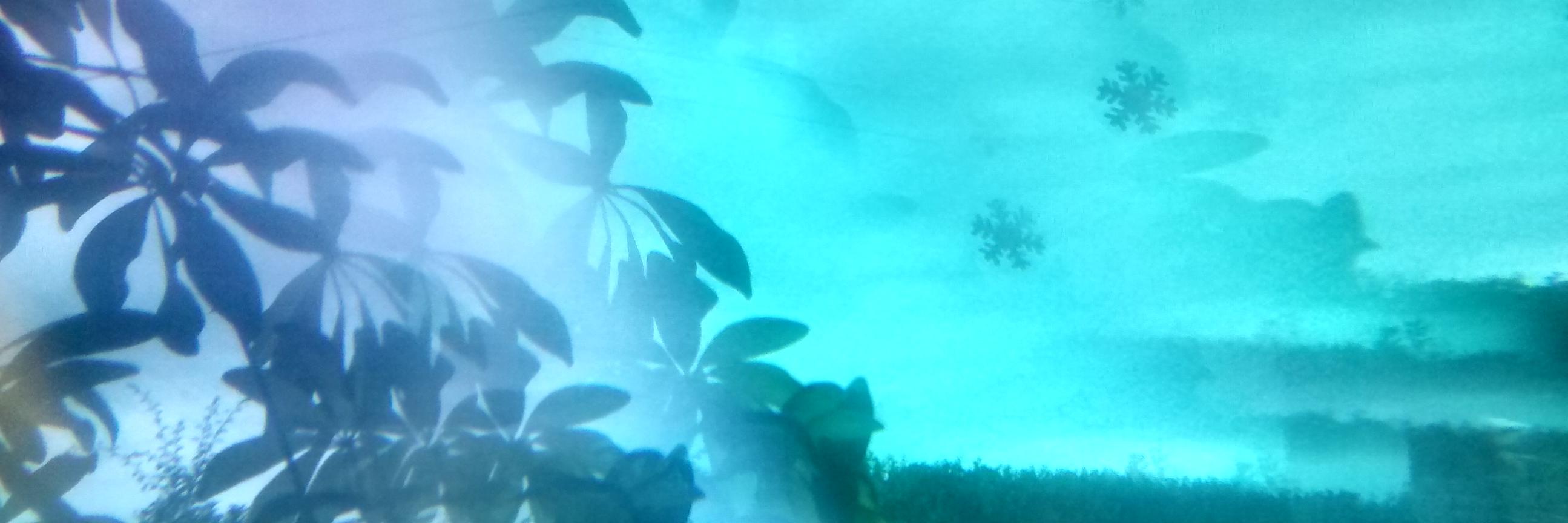 Daniel Williams banner