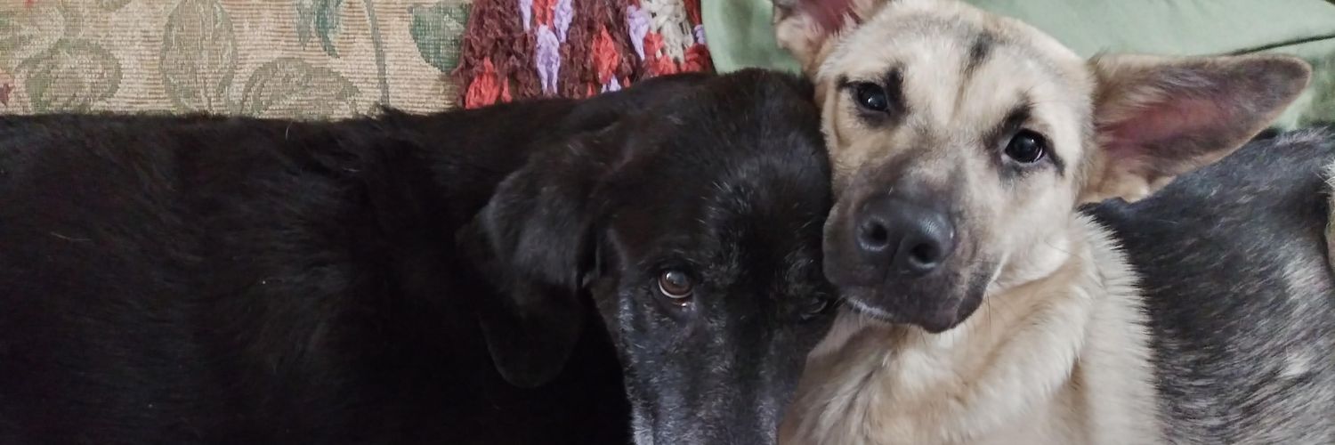 Aaron Pringle banner