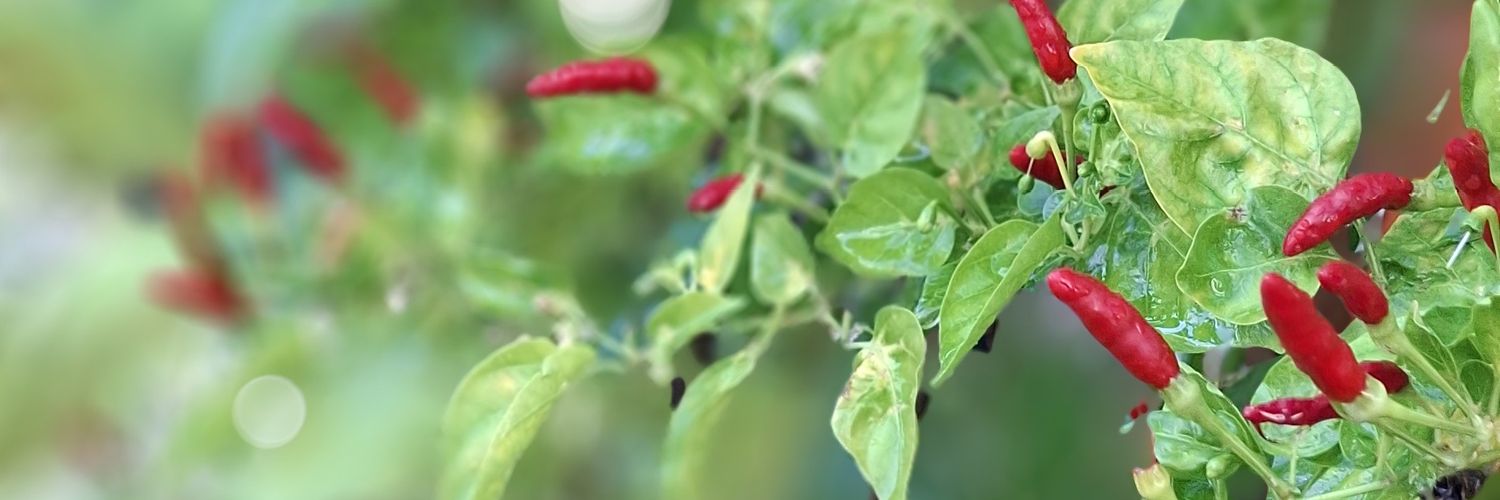 คนไม่สำคัญ banner