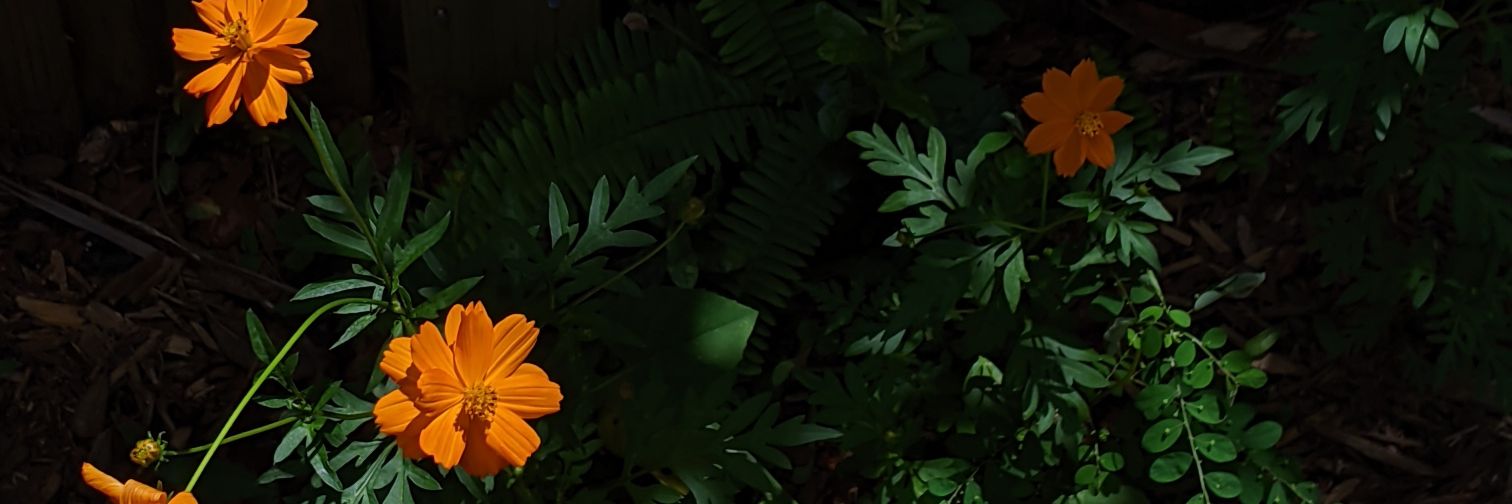 jas banner