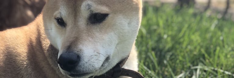 M_Rainwater's profile banner image