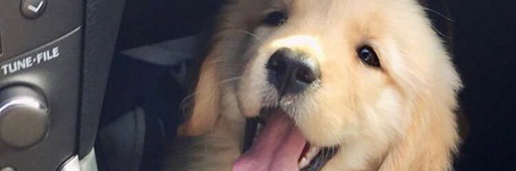 HardingConnor's profile banner image