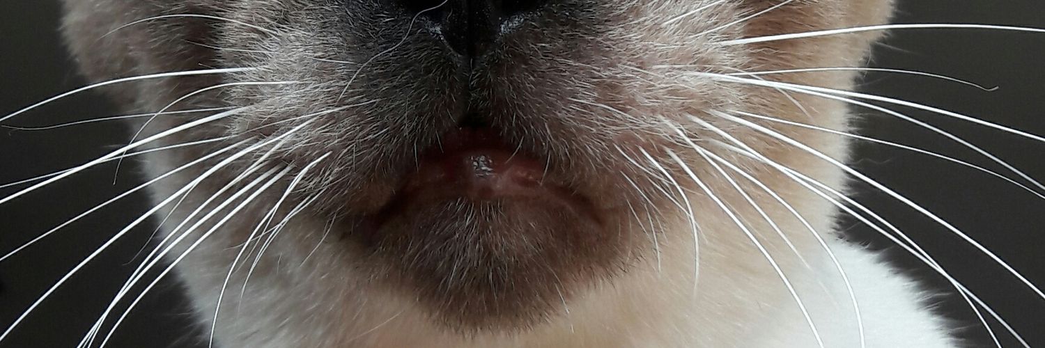 cris ⚖️In banner