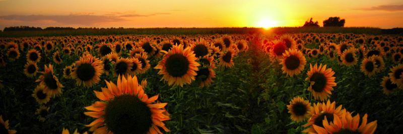 Beffums's profile banner image