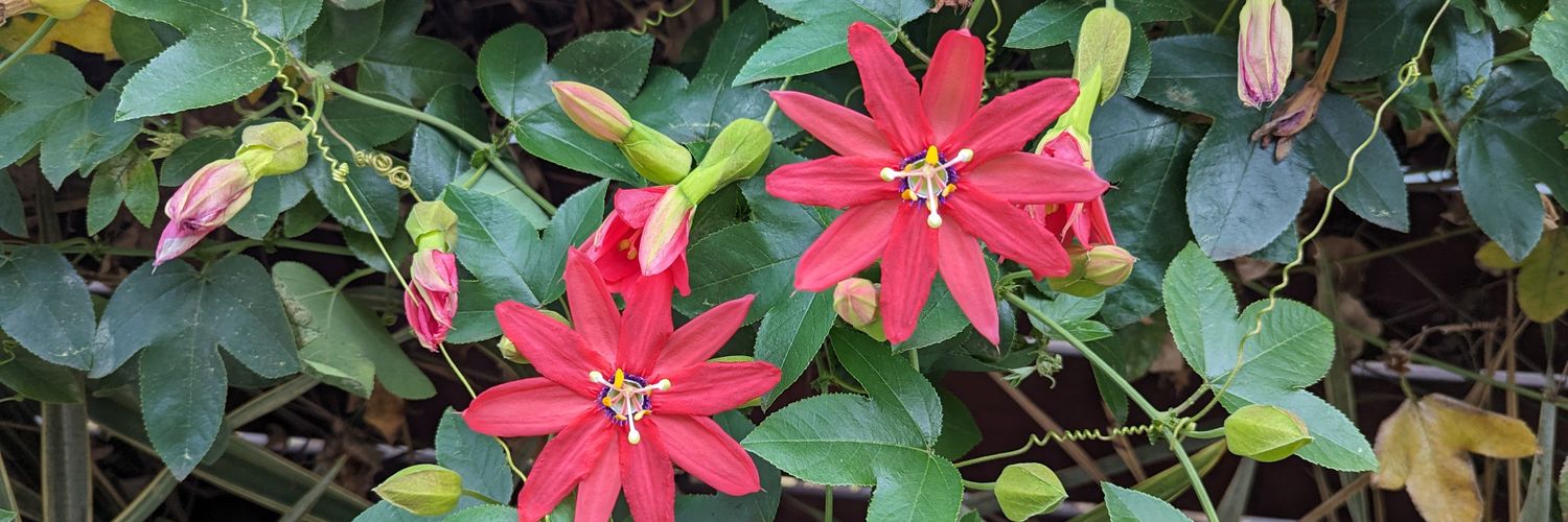 Suzanne Tamang, PhD (she/her) banner