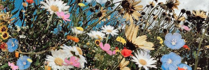 leti_bianchini's profile banner image