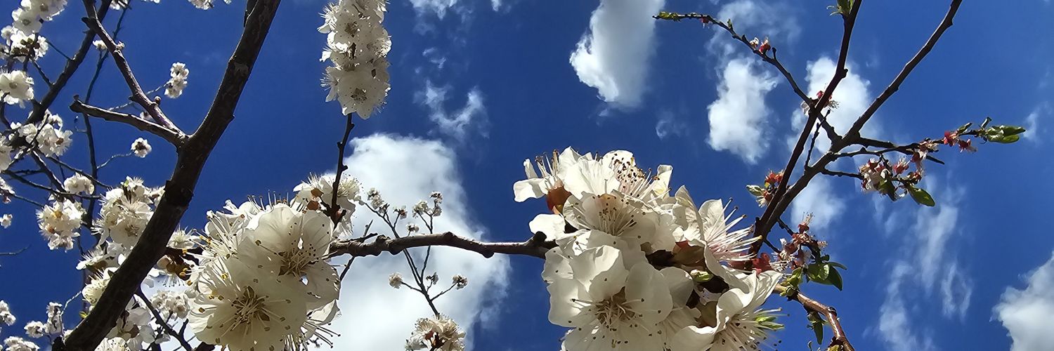 TamaraSuleeman's profile banner image