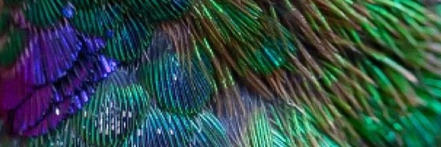 kle0o's profile banner image