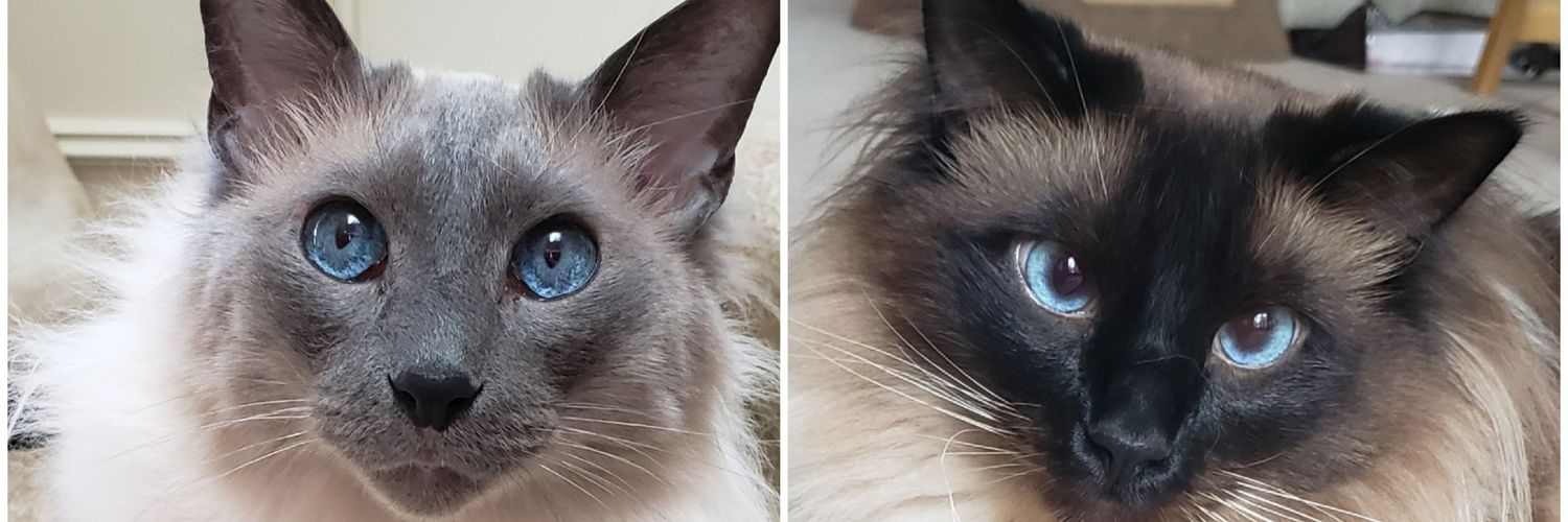 RagCai's profile banner image
