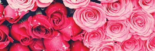 holliethomas91's profile banner image