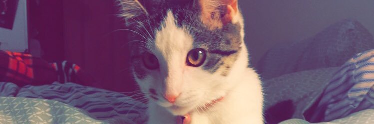 meggiepoo16's profile banner image