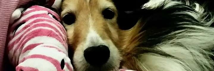 WallaceRudy's profile banner image