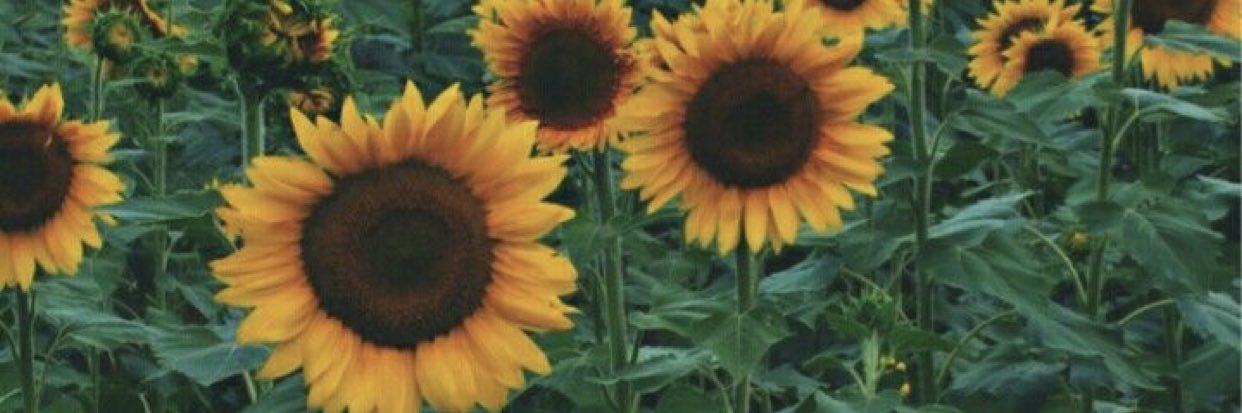 LaceyBraswell's profile banner image