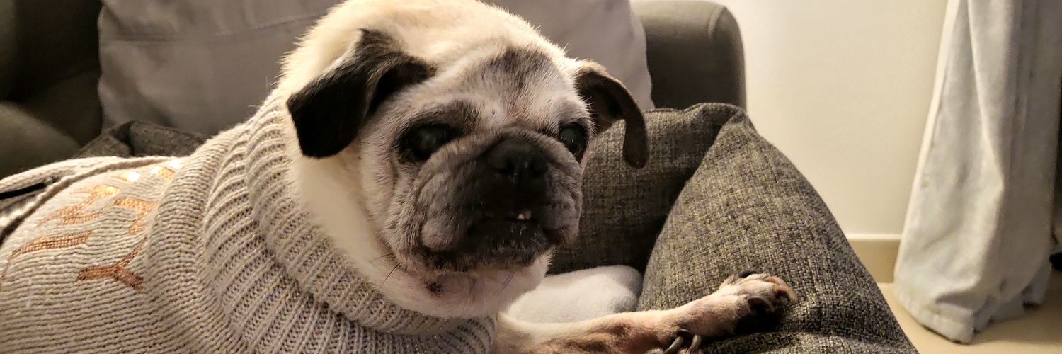 Lynsey Collins banner