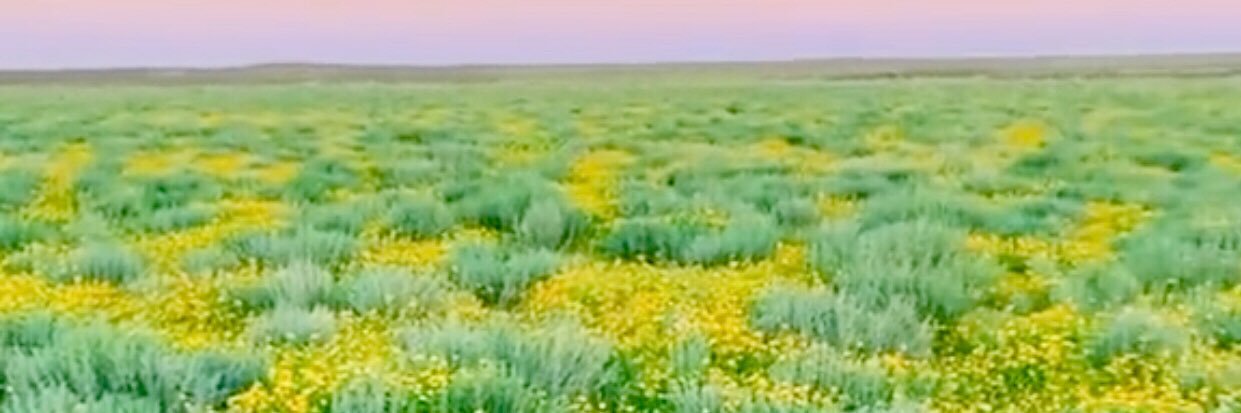متعب بن فارس بن محمد الضاري banner
