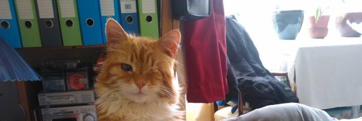 Zoe Foster 💚 🦇 banner