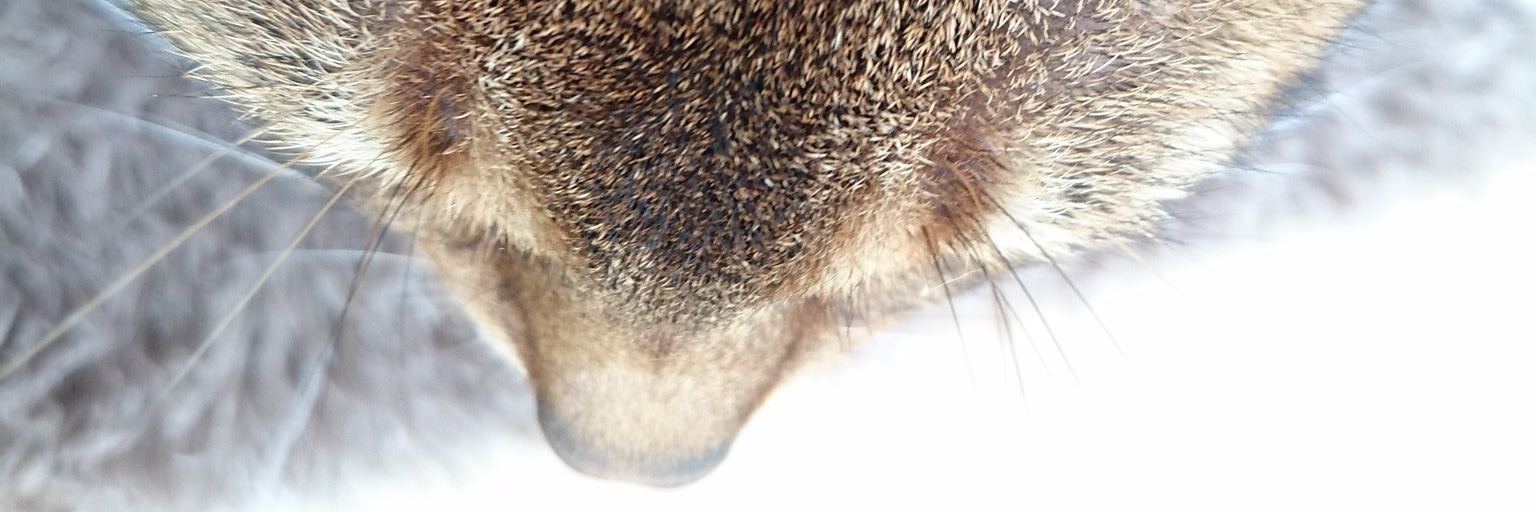 kotemaron's profile banner image