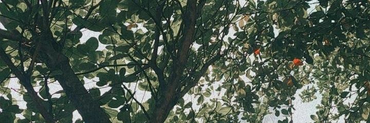 Renitadiaa's profile banner image